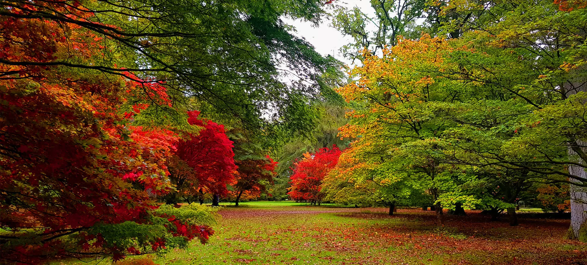 autumn walk banner 1
