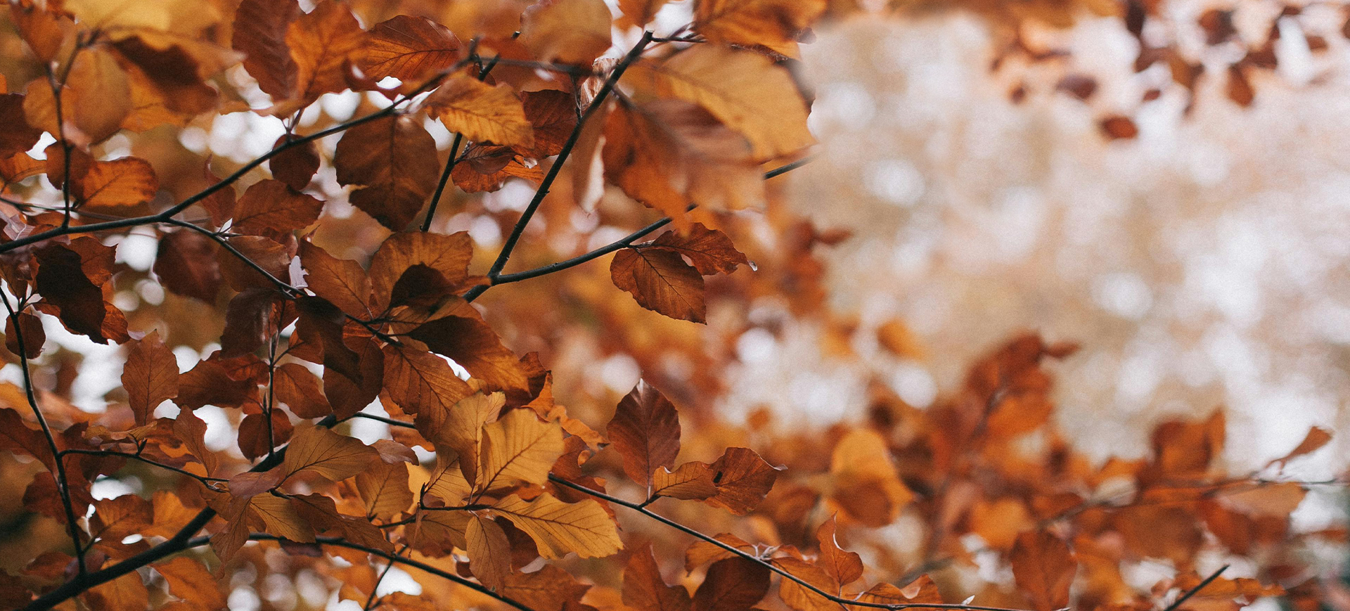 Autumn saver 1920x869 banner copy2