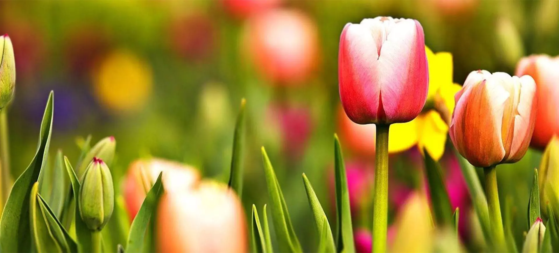 Spring Saver Banner 1