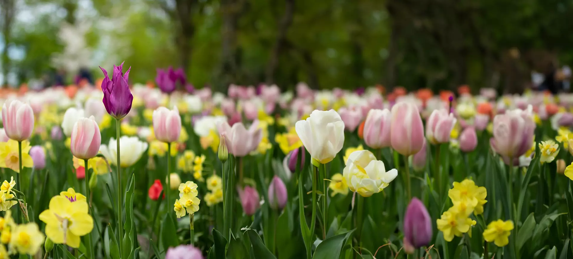 Spring Saver Banner 2