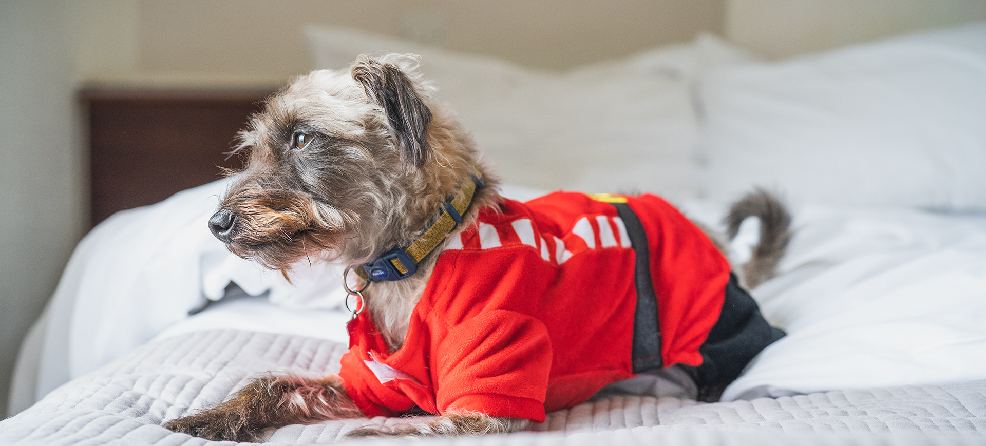 christmas dog banner