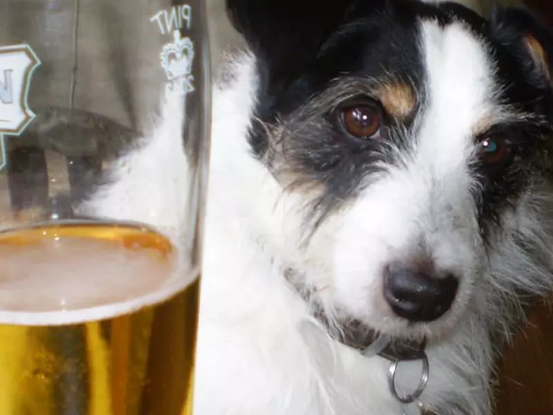 dog pub 800x600