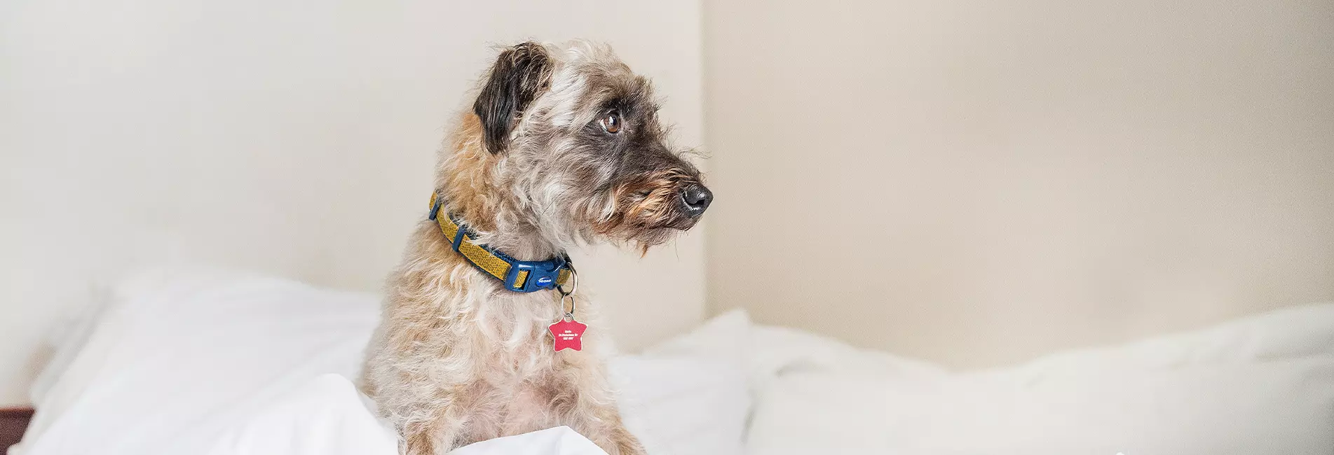 dog short banner
