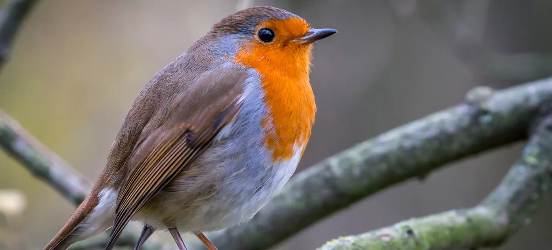 early bird homepage banner3 early bird homepage banner3