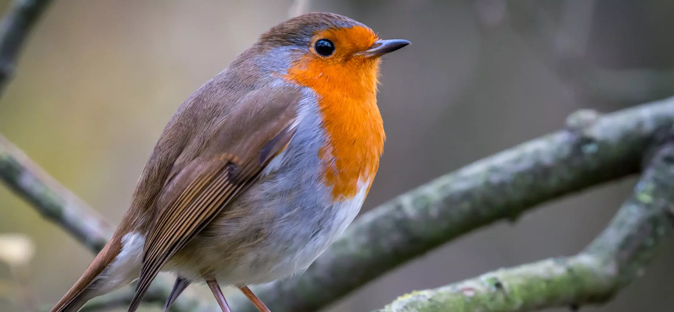 early bird robin