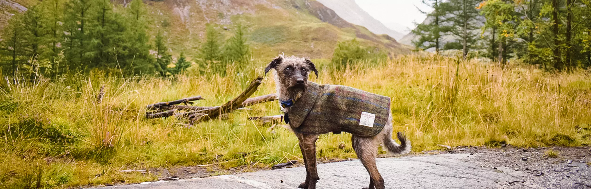rsz dog banner