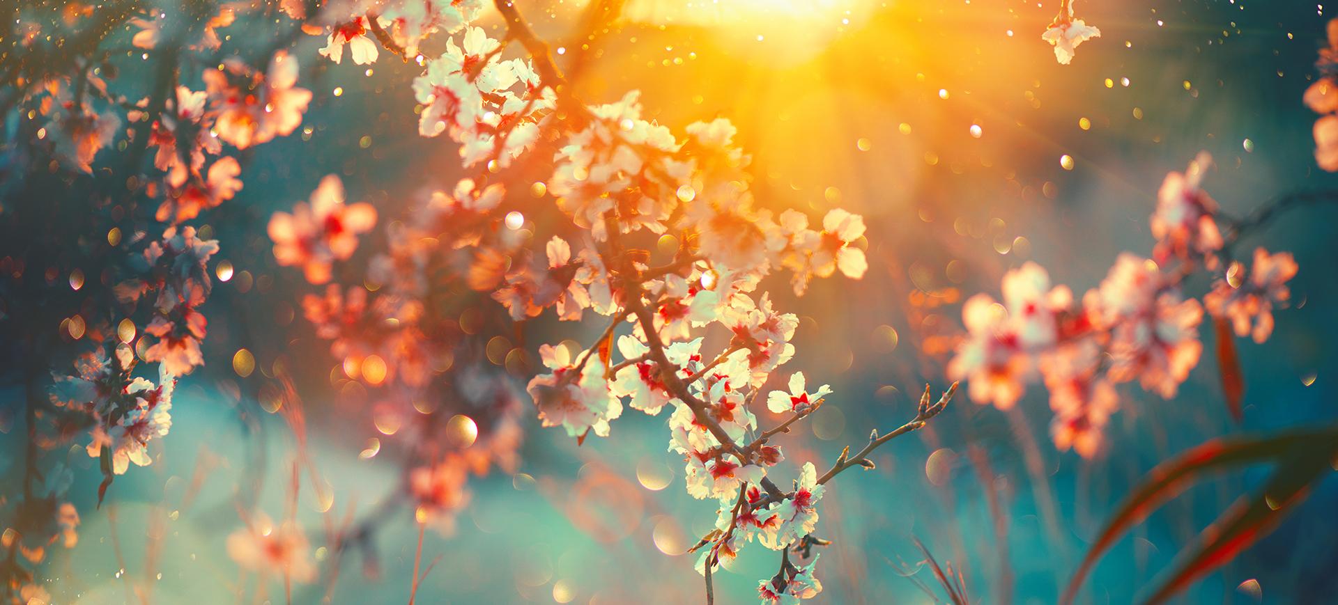 spring back spring back