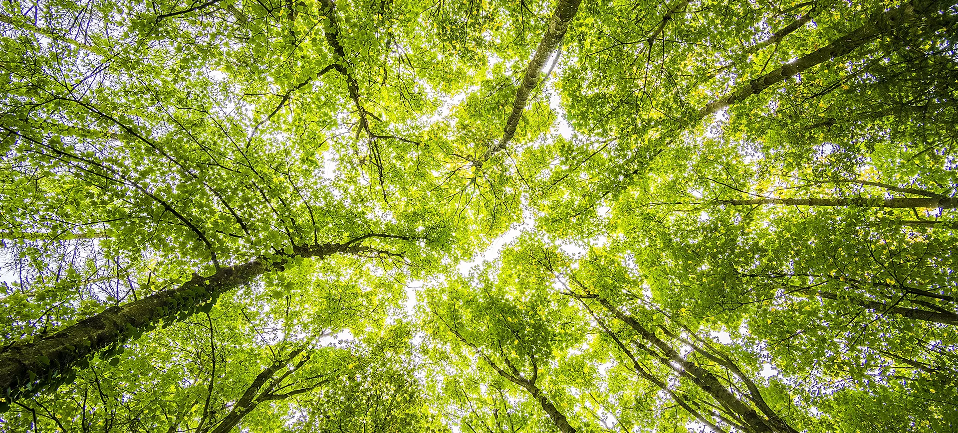 sustainability banner sustainability banner